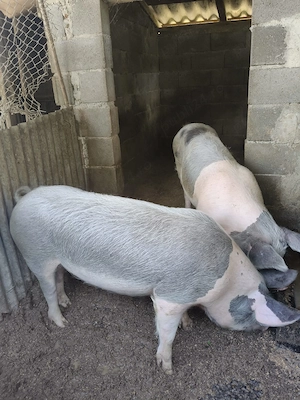 Grăsuni ( Femele), Stejari , Gorj 