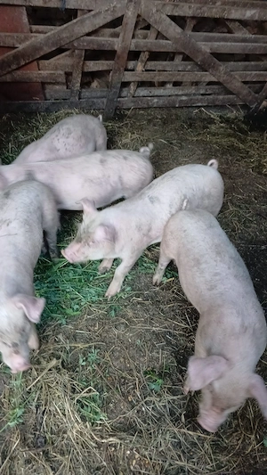 Porci de vânzare  - imagine 2