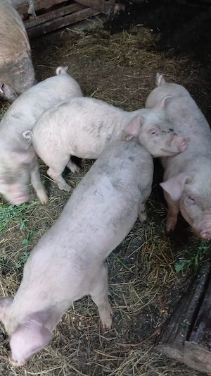 Porci de vânzare 