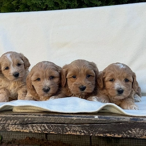 Maltipoo pudel-toy barboncino  - imagine 2