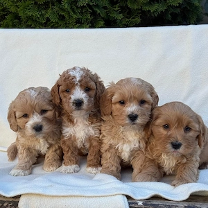 Maltipoo pudel-toy barboncino 