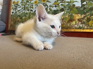 British shorthair - imagine 5