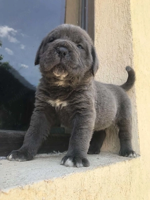 mascul cane corso gri