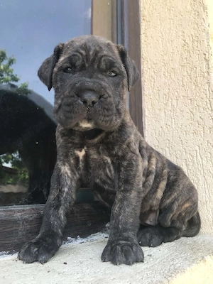 femela cane corso pui tigrat