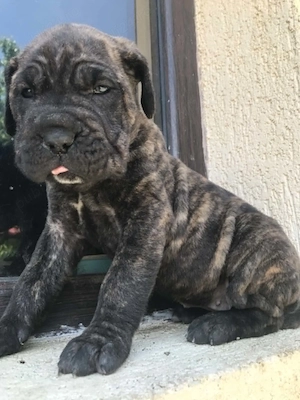 femela cane corso tigrata pui - imagine 2
