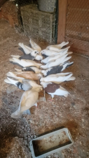 porumbei..