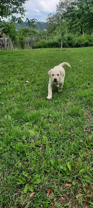 Vand pui de Labrador