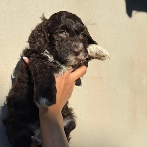 maltipoo chocolate  - imagine 4