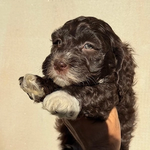 maltipoo chocolate 