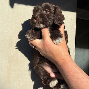 maltipoo chocolate  - imagine 2