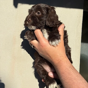 maltipoo chocolate  - imagine 3