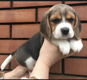 Beagle tricolor pui 