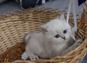 Ragdoll De vanzare  - imagine 3