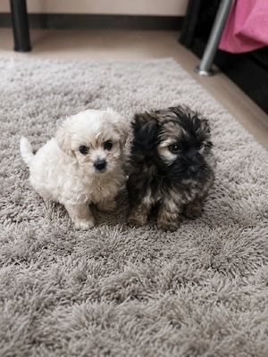 Shih tzu talie mica