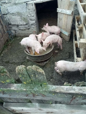 Purcei de vinzare 