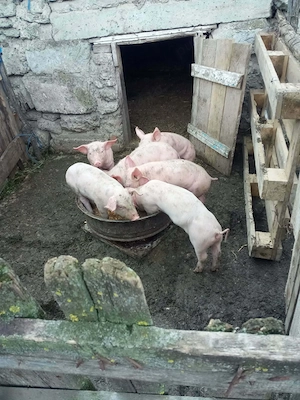 Purcei de vinzare 