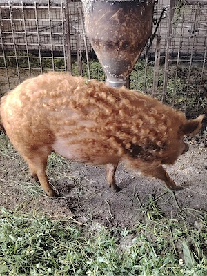 vand 2 porci Mangalița - imagine 2