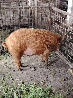 vand 2 porci Mangalița