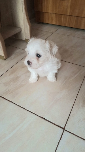 Pui de bichon maltez  - imagine 3