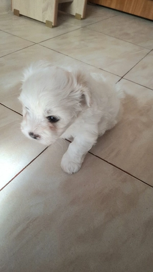 Pui de bichon maltez  - imagine 2