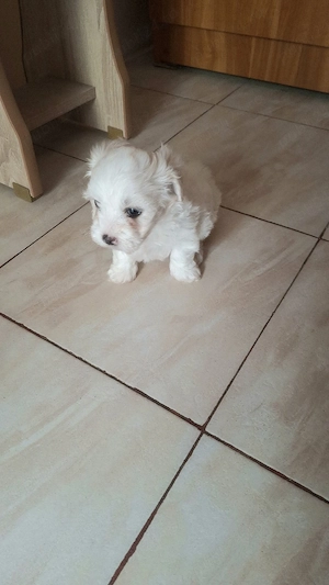 Pui de bichon maltez  - imagine 4