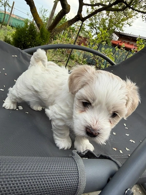 Bichon maltez, baiat 6 saptamani