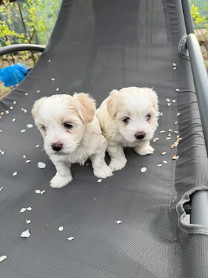 Bichon maltez, baiat 6 saptamani - imagine 5