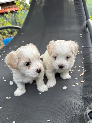 Bichon maltez, baiat 6 saptamani - imagine 4