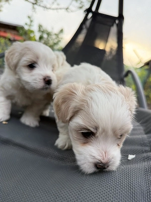 Bichon maltez, baiat 6 saptamani - imagine 2