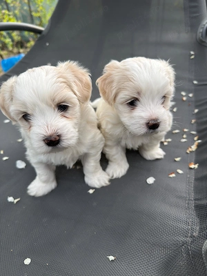 Bichon maltez, baiat 6 saptamani - imagine 3