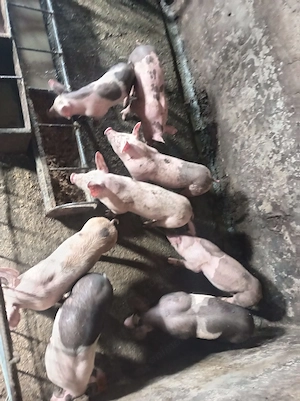 Purcei de vanzare