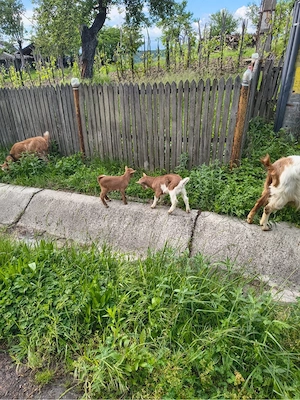 Capra cu iezi