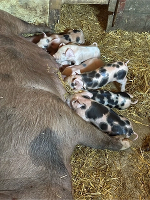purcei landrace si pietrain - imagine 4