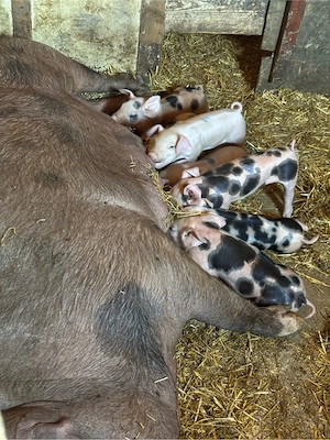 purcei landrace si pietrain - imagine 2