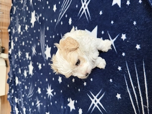Bichon mini toy cu carnet de sănătate!! - imagine 3