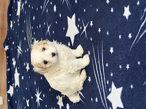 Bichon mini toy cu carnet de sănătate!! - imagine 2
