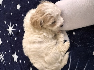 Bichon mini toy cu carnet de sănătate!! - imagine 4