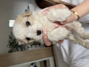 Bichon mini toy cu carnet de sănătate!!