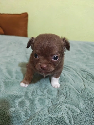 chihuahua baietel maro