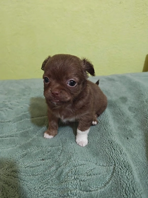 chihuahua baietel maro