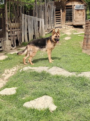 Mascul Ciobanesc german!