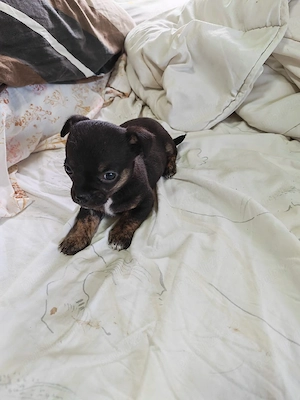 chihuahua baietel 