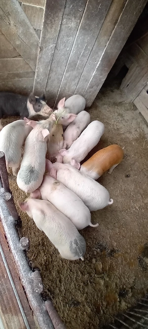 Purcei Înțărcați 