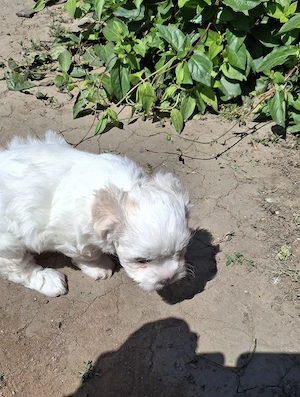 Pui de bichon maltez  - imagine 5