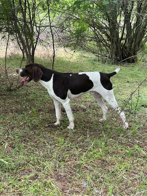 Mascul brac german  - imagine 2