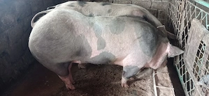 De vânzare  purcea 100 kg
