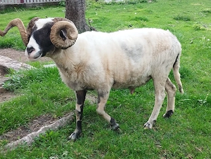 Berbec de vanzare Arges! 