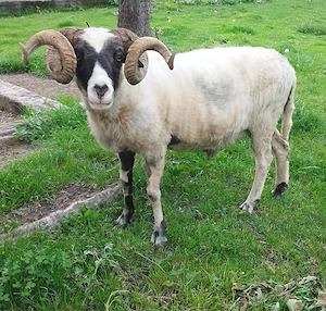 Berbec de vanzare Arges!  - imagine 2