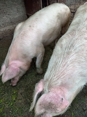 porci de vanzare - imagine 2