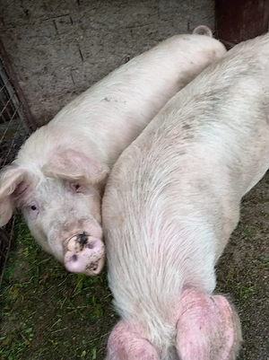 porci de vanzare